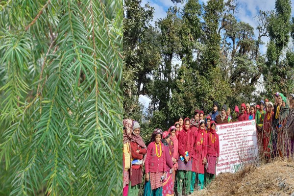 बैतडीमा औषधीय गुण भएको लौठ्सल्ला,संरक्षणका लागि सचेतना
